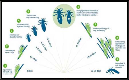 820 Lice Stock Videos and RoyaltyFree Footage  iStock  Head lice Sea  lice Crab lice